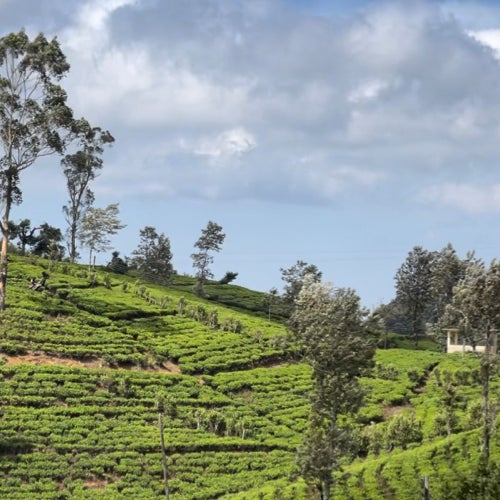 Sri Lanka